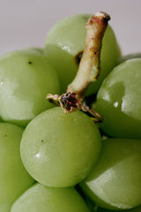 The CAMELLIA 14K Solid Gold Carena Garnet Ring, featuring a dark red gemstone, rests gracefully on a bunch of green grapes.