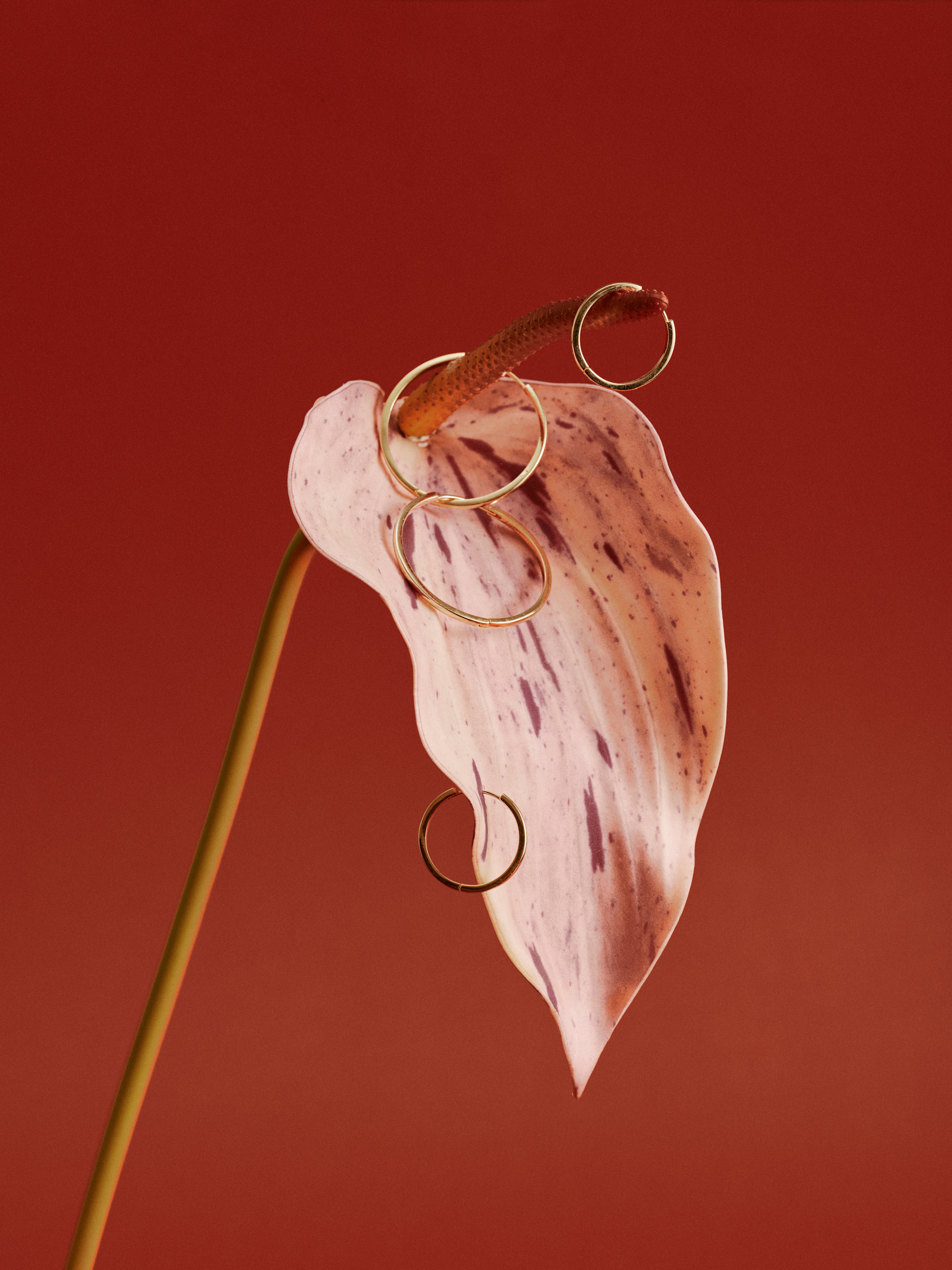 A pink and purple-speckled anthurium displays four CAMELLIA 15mm Mother Hoops, handcrafted in 14K gold, hanging from its spadix and petal against a solid red background.