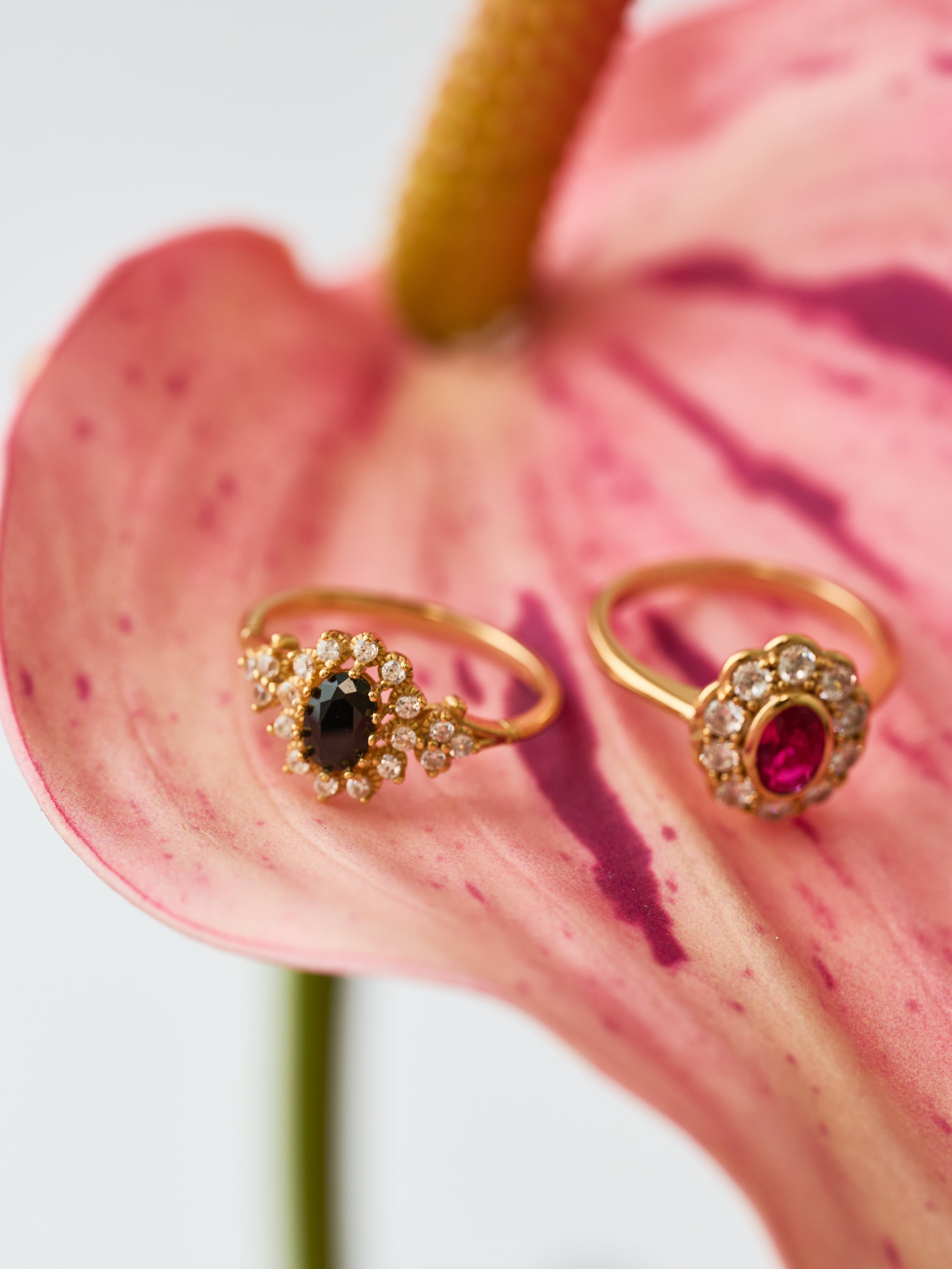 The CAMELLIA Black Dahlia Ring, featuring striking black onyx and clear gems, and a gold ring with a red stone, are elegantly displayed on a pink anthurium flower.